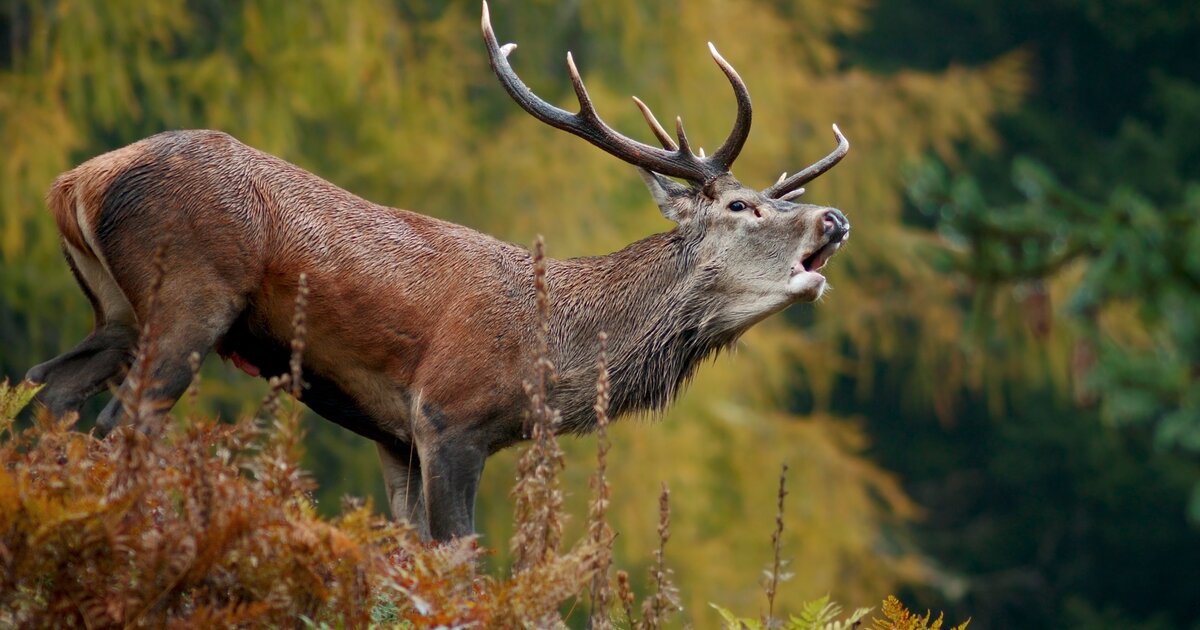 Das Röhren der Hirsch